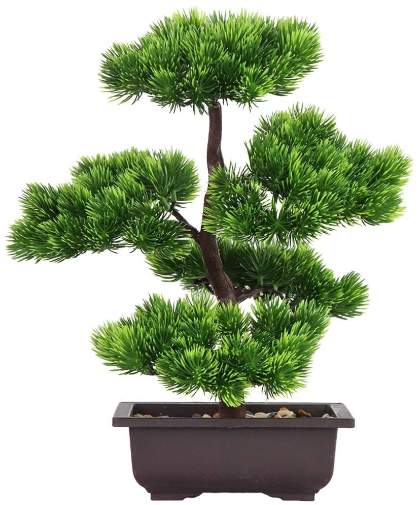 Japanese Garden Bonsai - Bonsai di Pino Giapponese per Decorazione