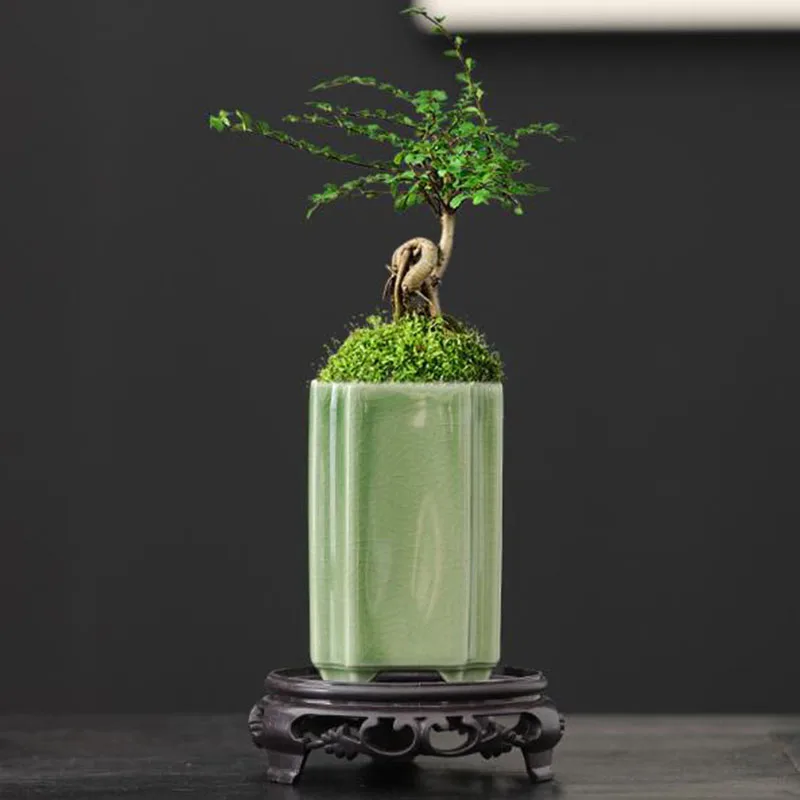 Bonsai Garden Europe - Vaso per Orchidee in Porcellana Quadrato