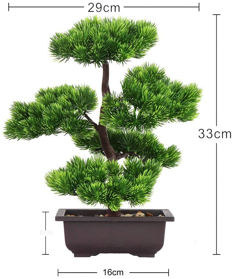 Bonsai di Pino Giapponese per  - Japanese Garden Bonsai recensione e prezzo