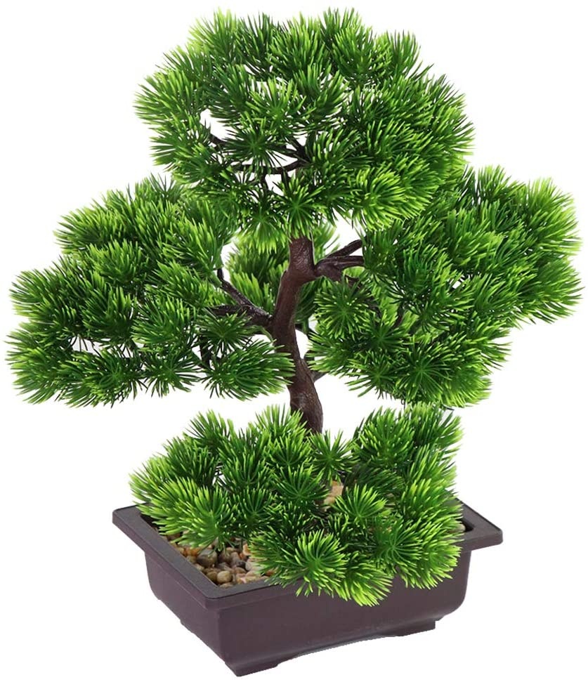 Bonsai di Pino Giapponese per  - Japanese Garden Bonsai recensione e prezzo