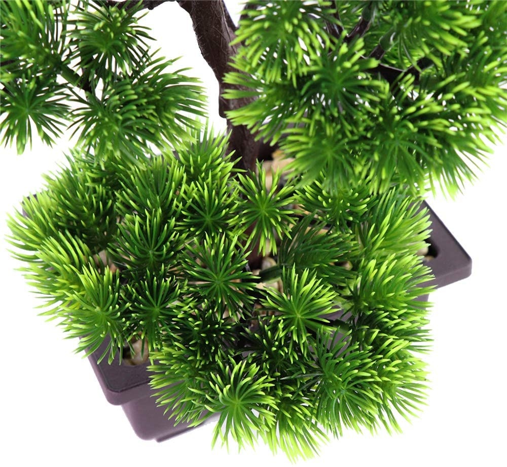 Bonsai di Pino Giapponese per  - Japanese Garden Bonsai recensione e prezzo