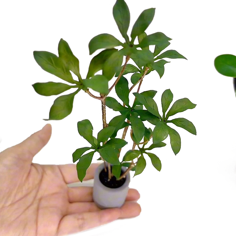 1:6 casa delle bambole in mini - Bonsai Garden Europe recensione e prezzo