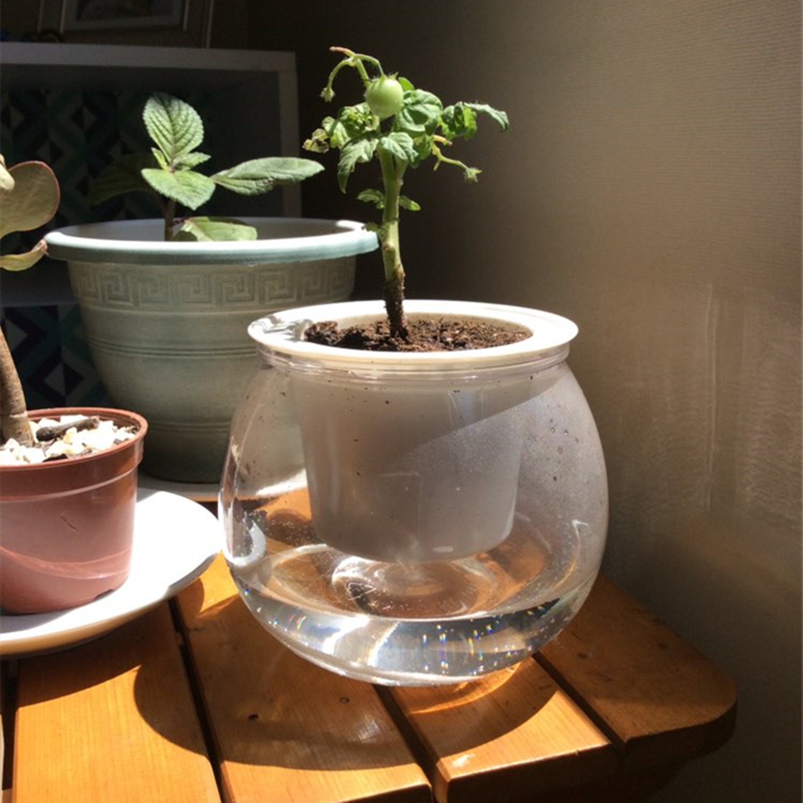 Vasi per fioriera autoirrigant - Japanese Garden Bonsai recensione e prezzo