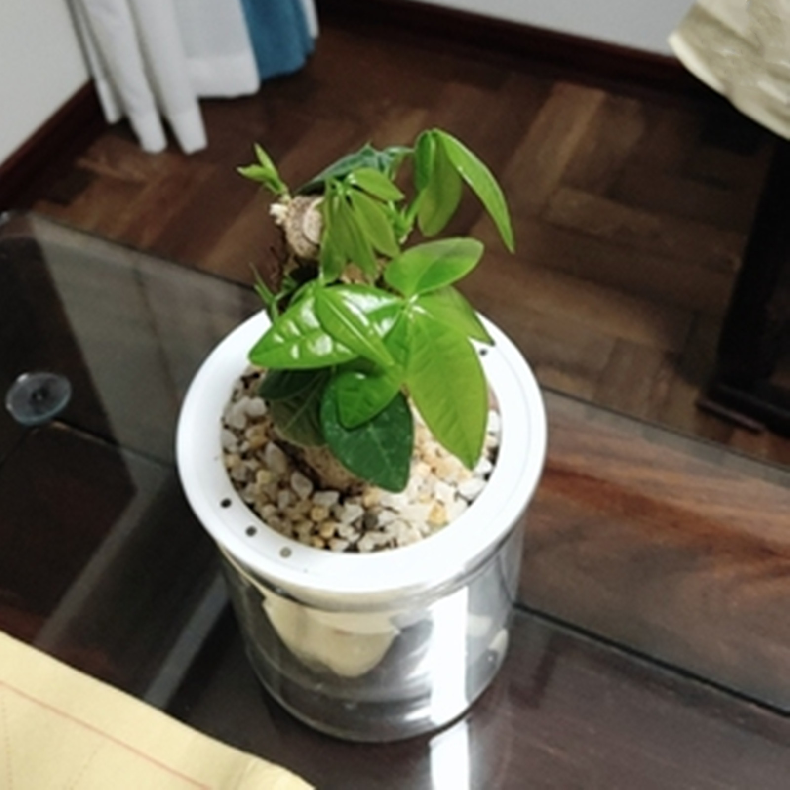Vasi per fioriera autoirrigant - Japanese Garden Bonsai recensione e prezzo