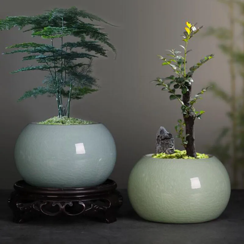 Vaso per Piante Asparagus Fern - Bonsai Garden Europe recensione e prezzo