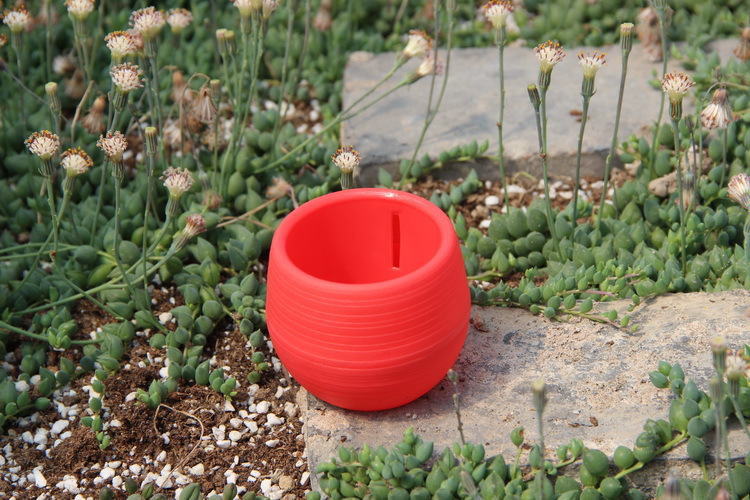 Mini vasi da fiori in plastica - Bonsai Garden Europe recensione e prezzo