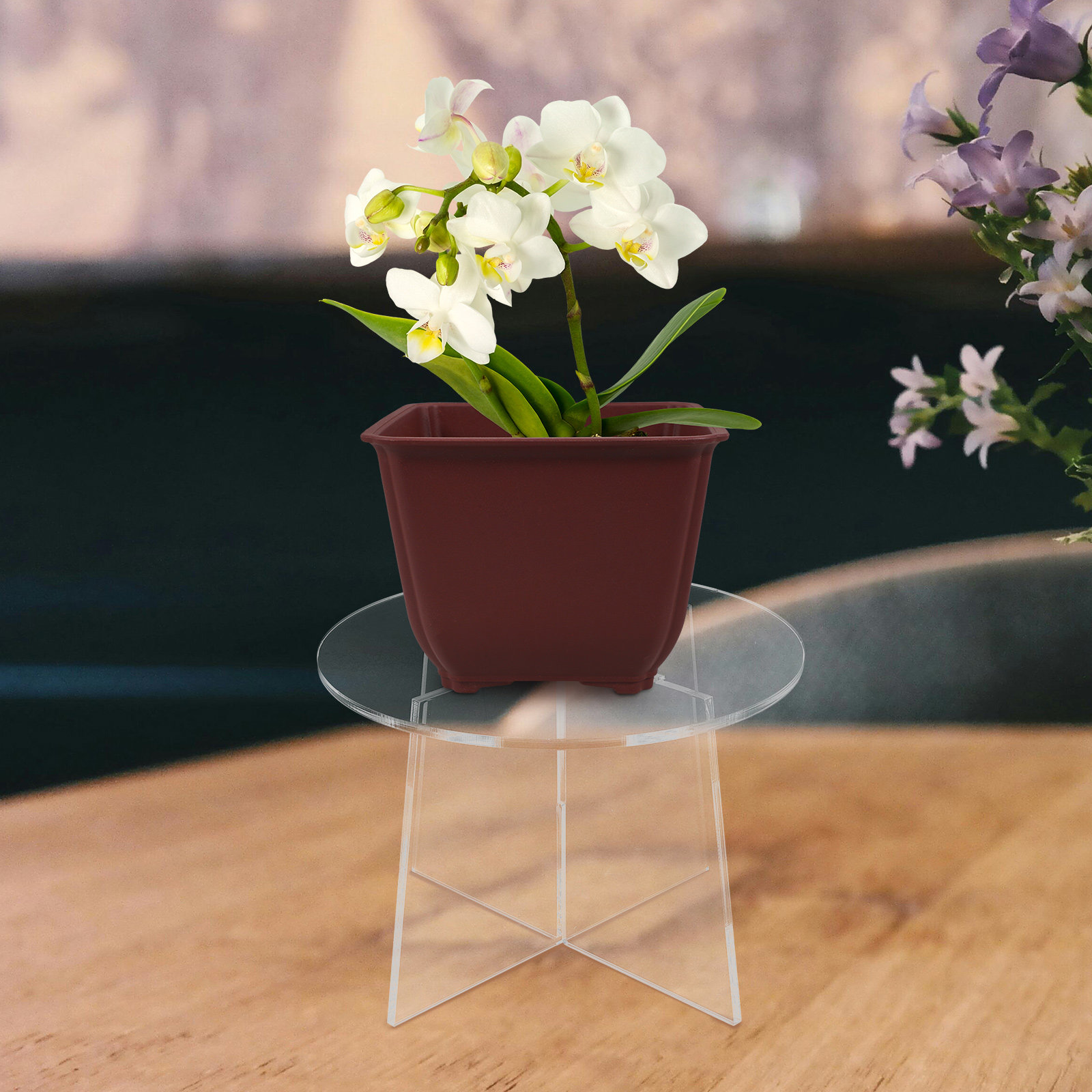 Supporto per Piante in Acrilic - Bonsai Garden Display recensione e prezzo